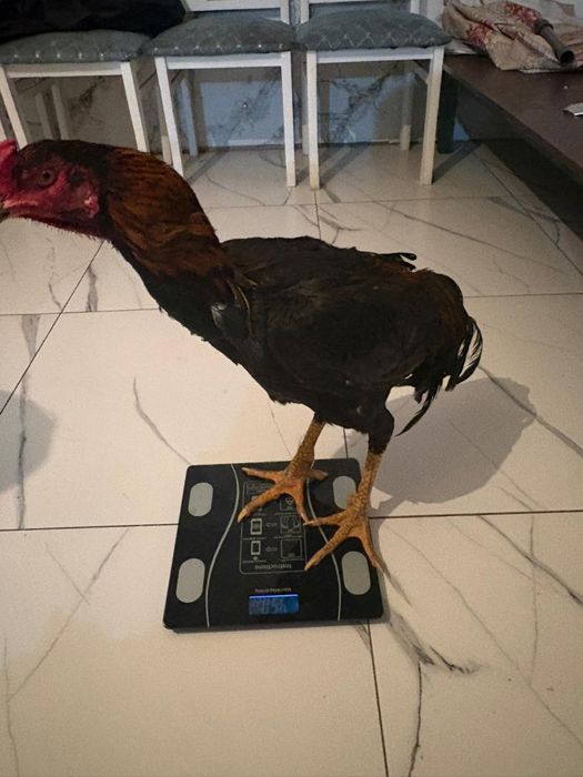 Продам петушка  срочно