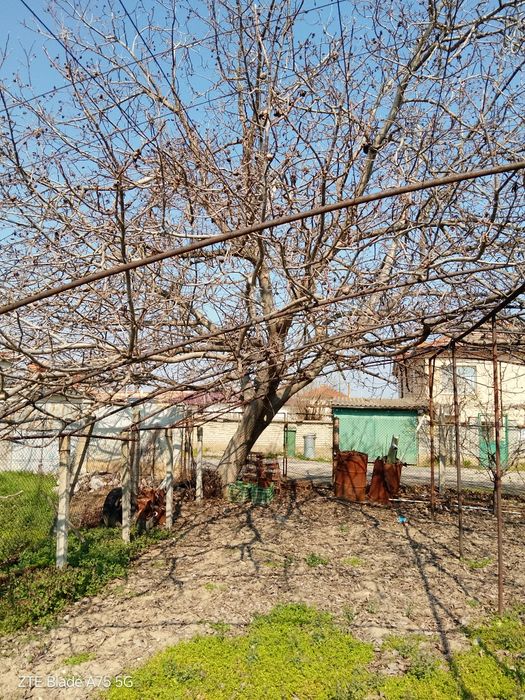 Орех за материал