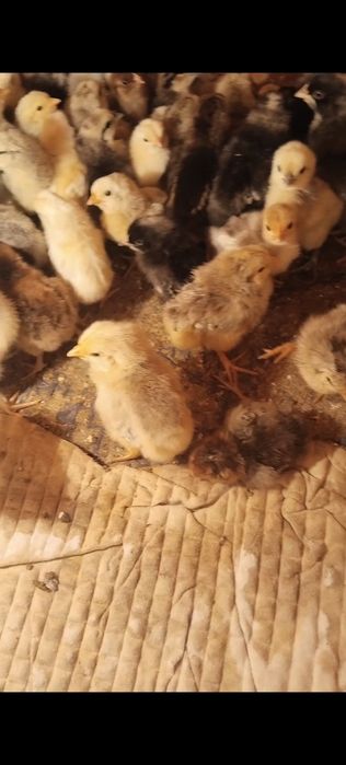 Продам цыплят недельных