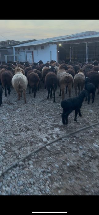 60 бас қозылы қой