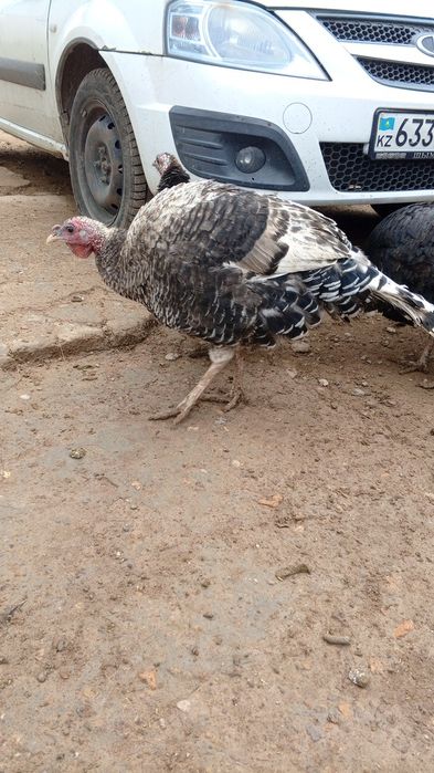 Ундіктер сатылады