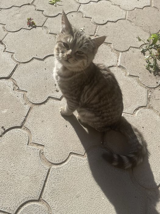 Маленький котенок