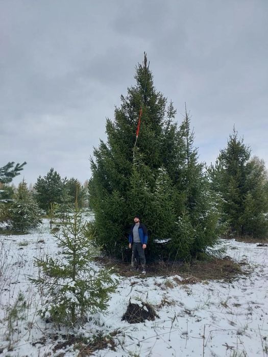 Ель газон саженцы