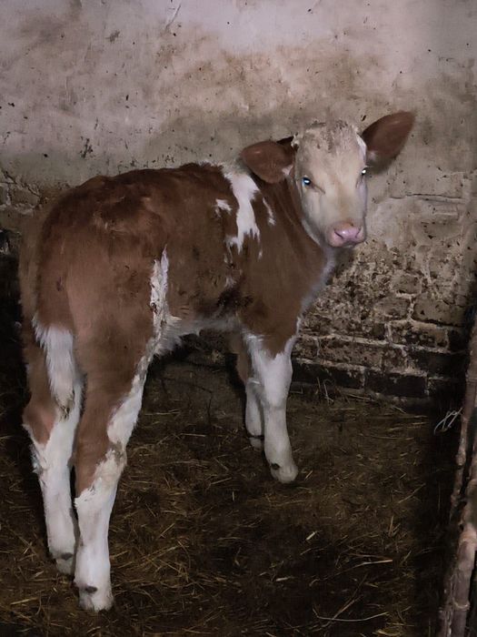 Vând vacă bălțată românească cu vițel