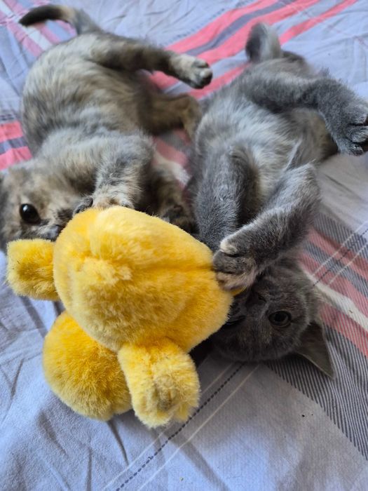 милые котята в добрые руки