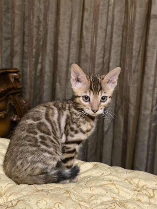 Бенгалски котета