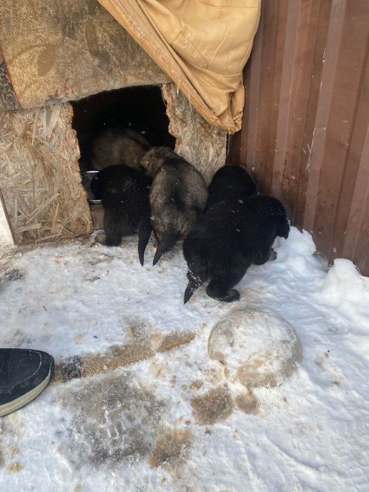 Отдам щенят бесплатно