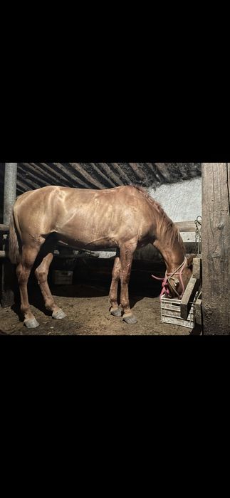 Жеребец. Айгыр 7 лет