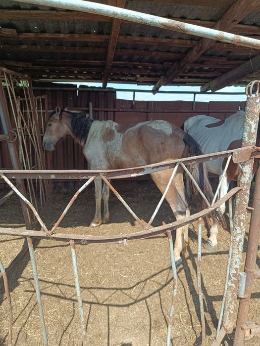 продам кабылу и тая