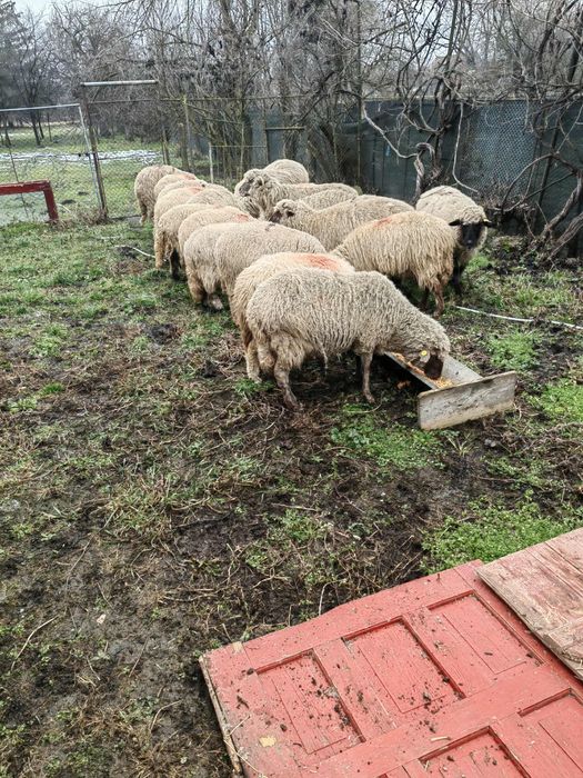 Oi frumoase de vanzare