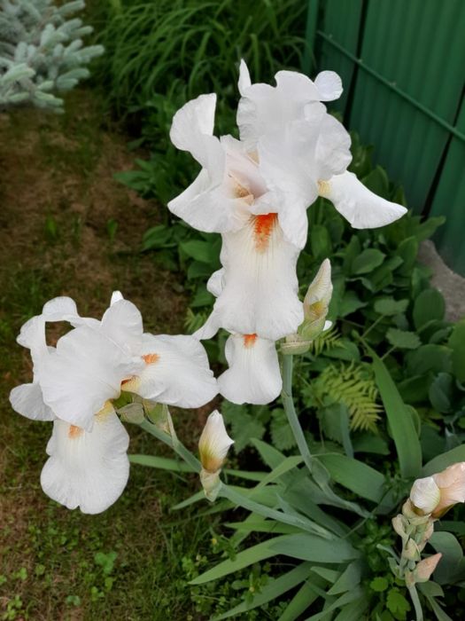 Садовые растения