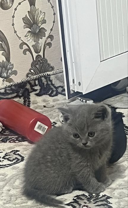 Skotish strayt qiz 1,5 oylik