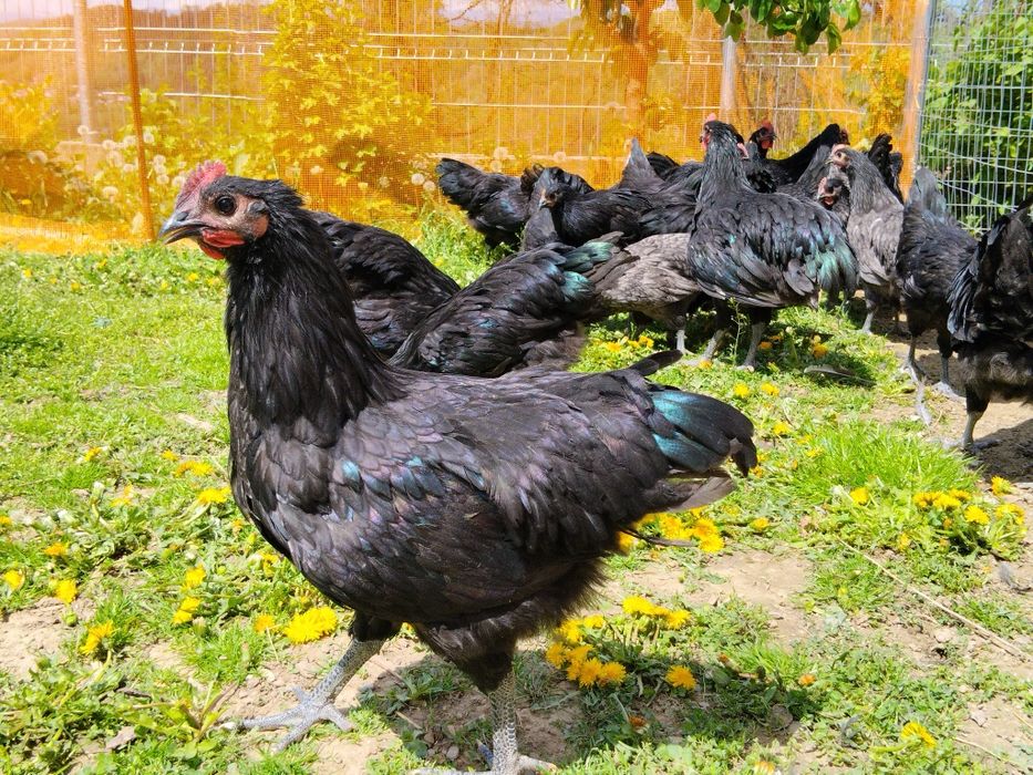 Cocos Australorp 4 luni