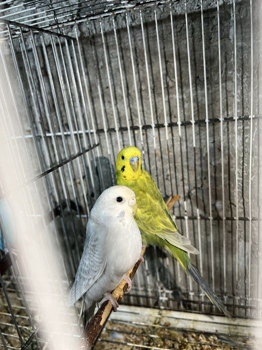 Papugaylar Sotiladi!!!