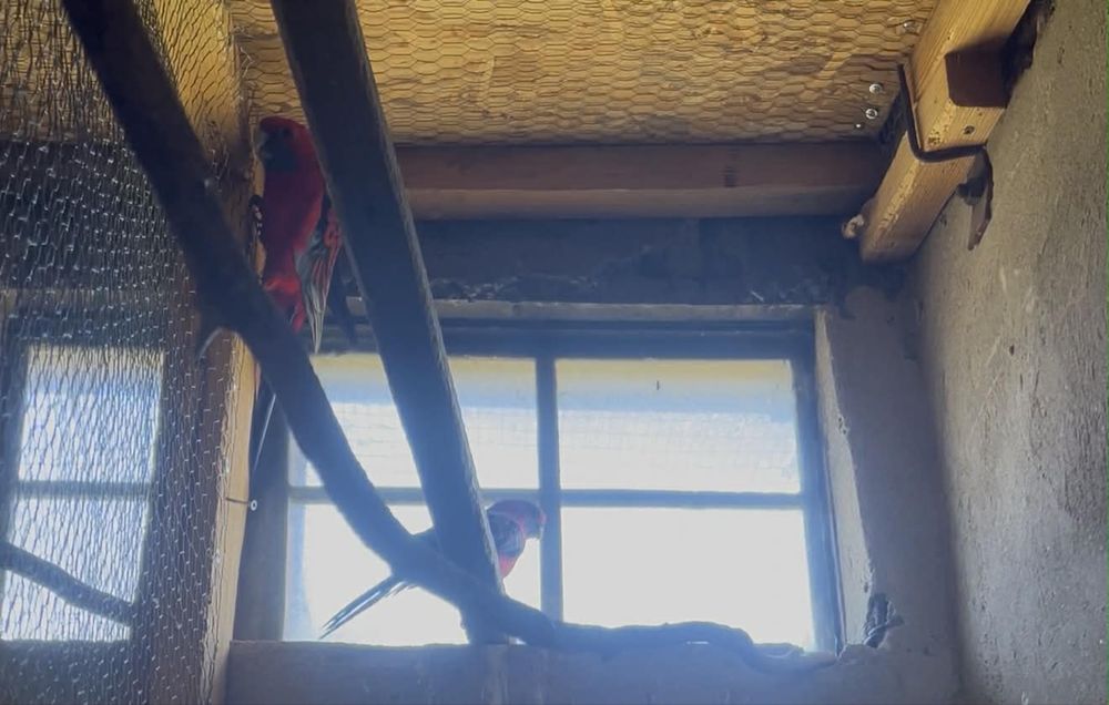 Пенантови розели