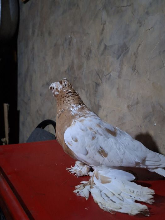 Голуби голуби голуби