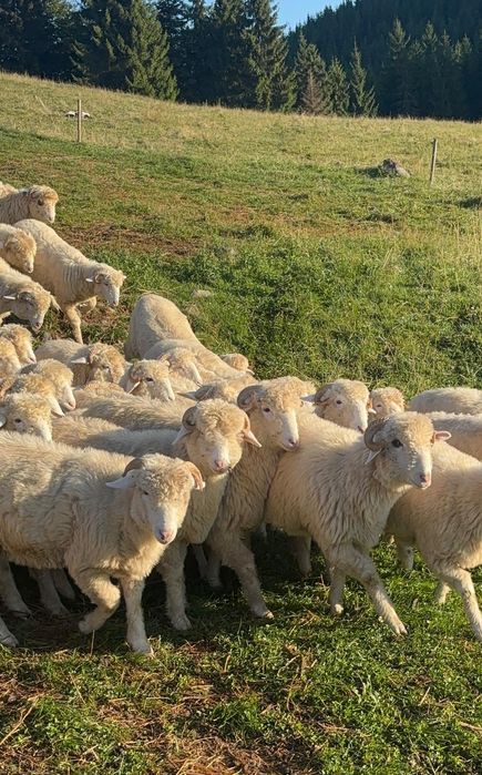 Disponibile oi și berbeci