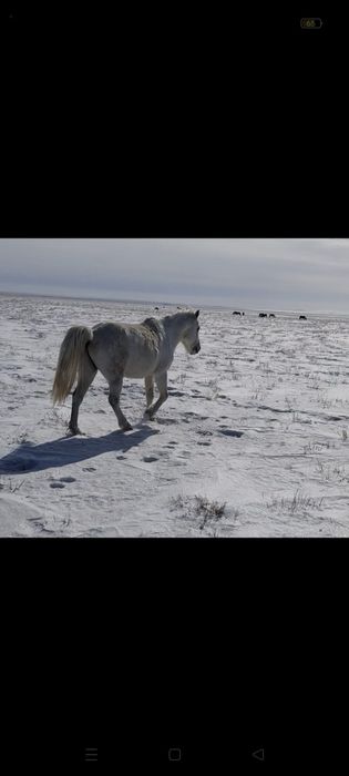 Сатылады... Айгыр