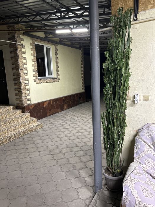 Продам цветок кактус