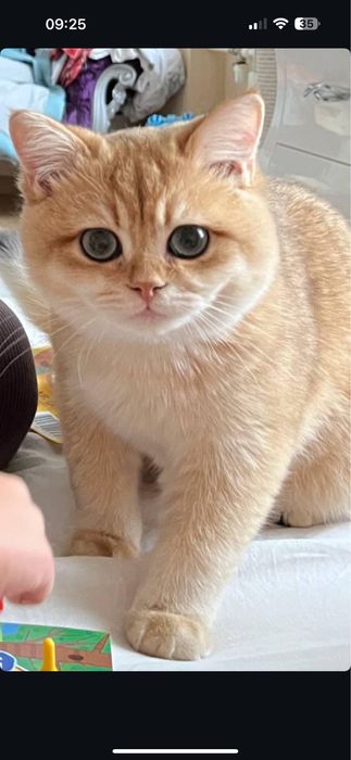 Шиншилла золотая