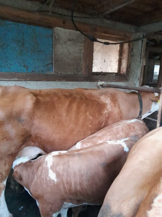 Vând vaca cu vitei gemeni de 12 saptamani