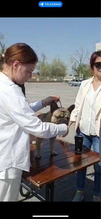 Предоставляю услуги хендлера/кинолога