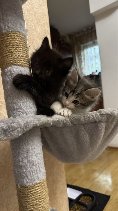 Отдам котят бесплатно