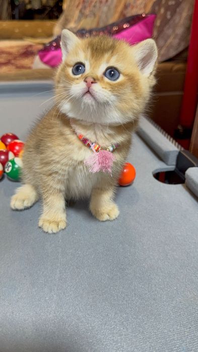 Продается британец золотая шиншилла