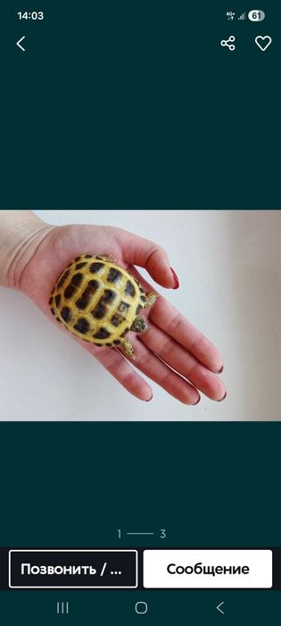 Toshbaqa bolachalari черепаха 2 tadan beriladi маленкие