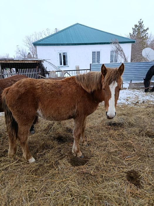 Продам кобылка 1 год