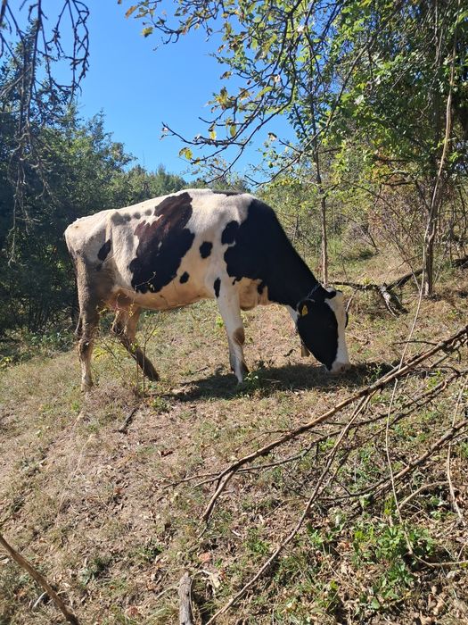 Vand vaca holstein