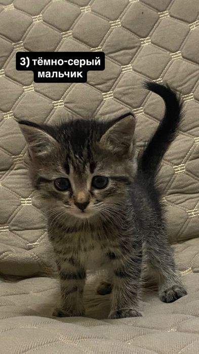 отдам милых котят