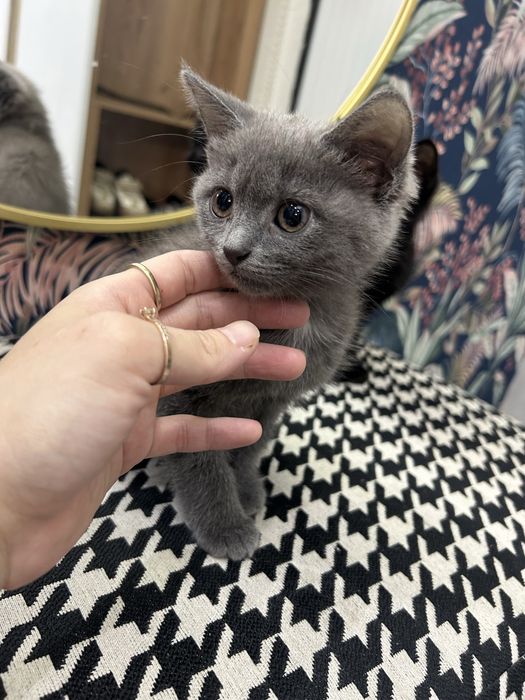Отдам в добрые руки котят.