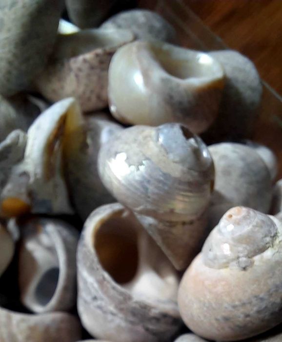 Морски раковини охлювчета