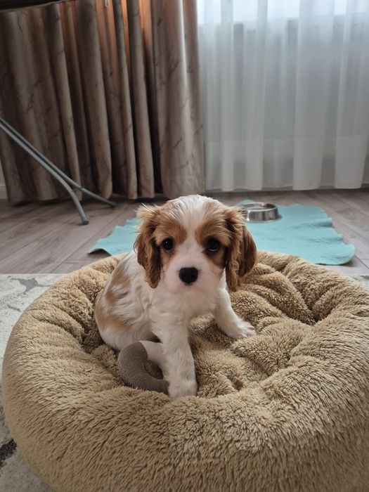 Cavalier king charles