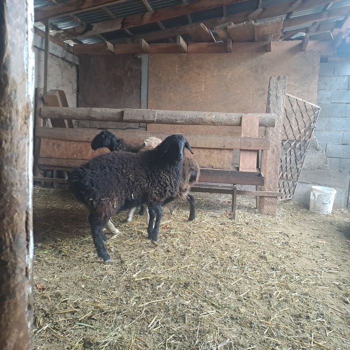 Семиз токтылар бордакы.