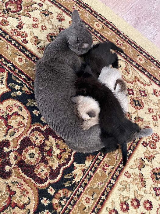 Бесплатно животные кошки