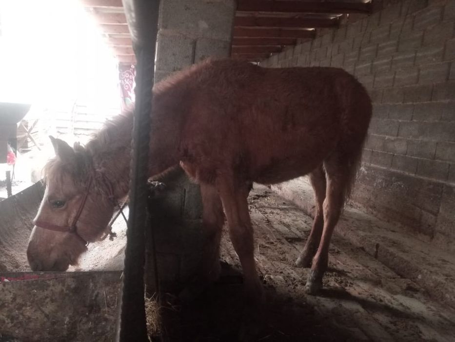 Жасынан асқан еркек тайлар