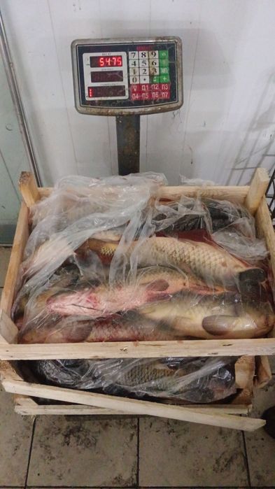 Свежий рыба свежий