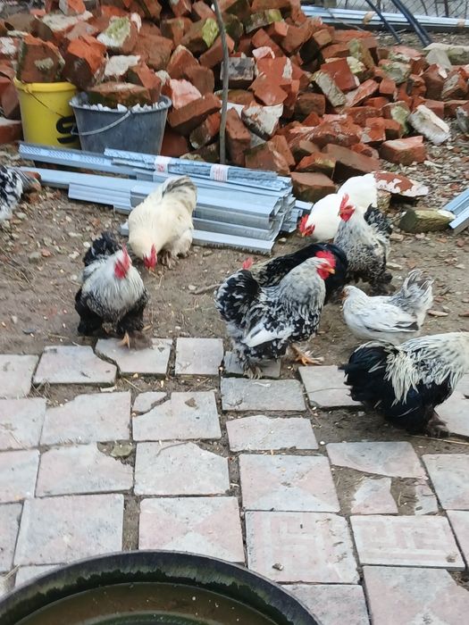 Vand sau schimb Cocosi cochinchina pitik