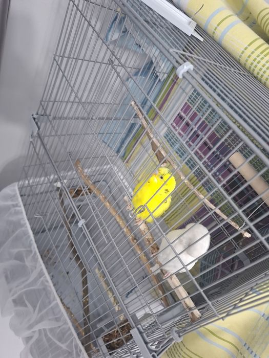 Волнистые попугаи +клетка