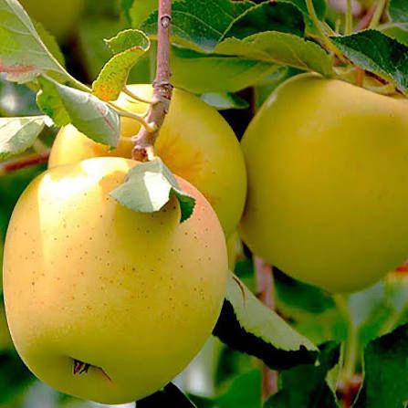 Яблоки золотой, айдаред, 350 тг / кг 1 и 2 сорт, только  оптом