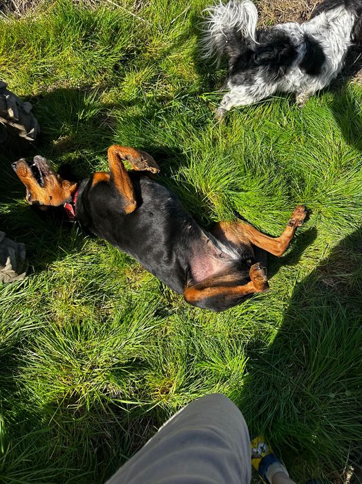 Caine adult pentru adoptie caut familie