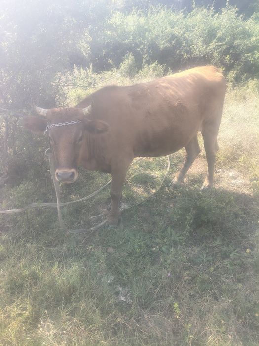 Vaci, caută o casa nouă