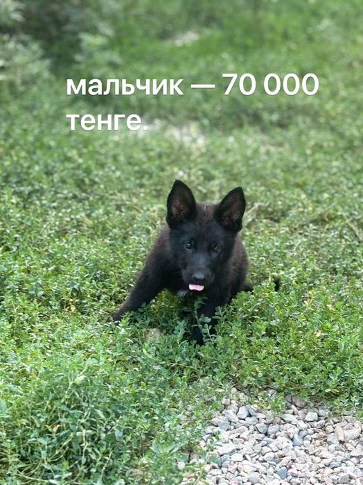 Немецкая овчарка
