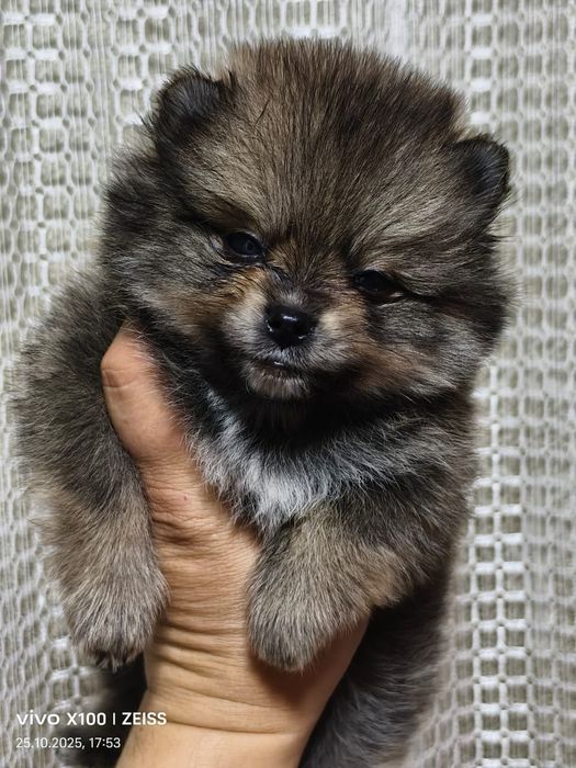 Очаровательные щенки шпица.