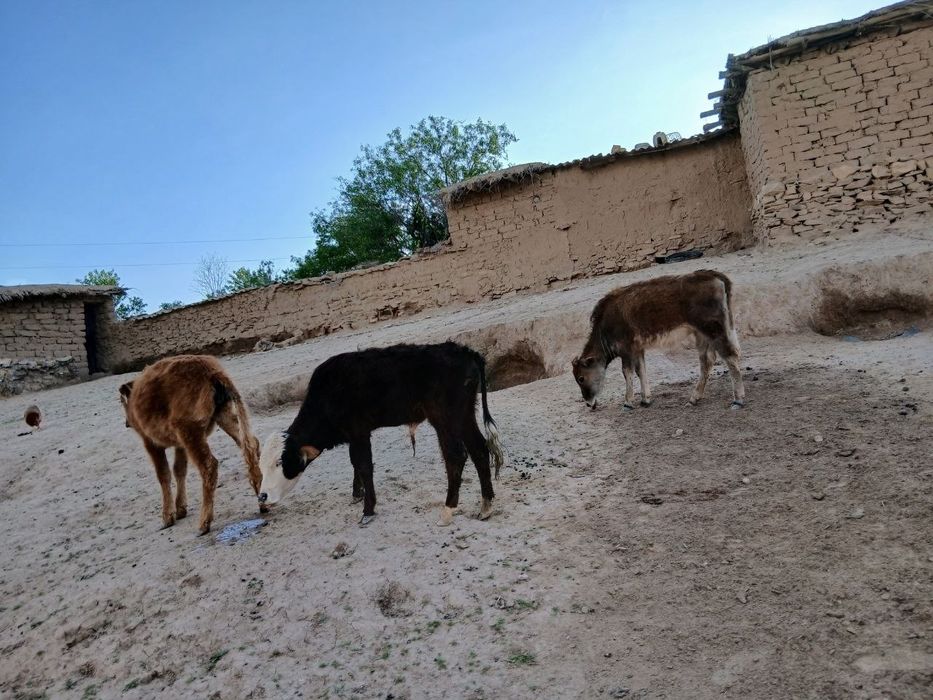 Qora mollar sotiladi srochni