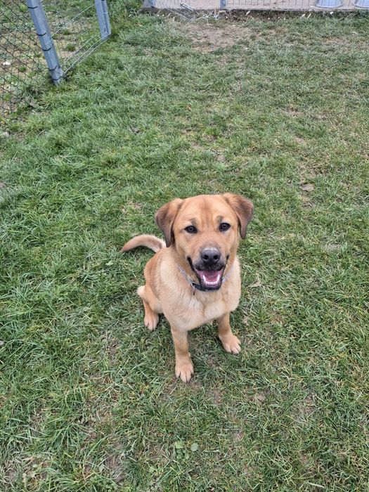 Donez catelusa metis Labrador
