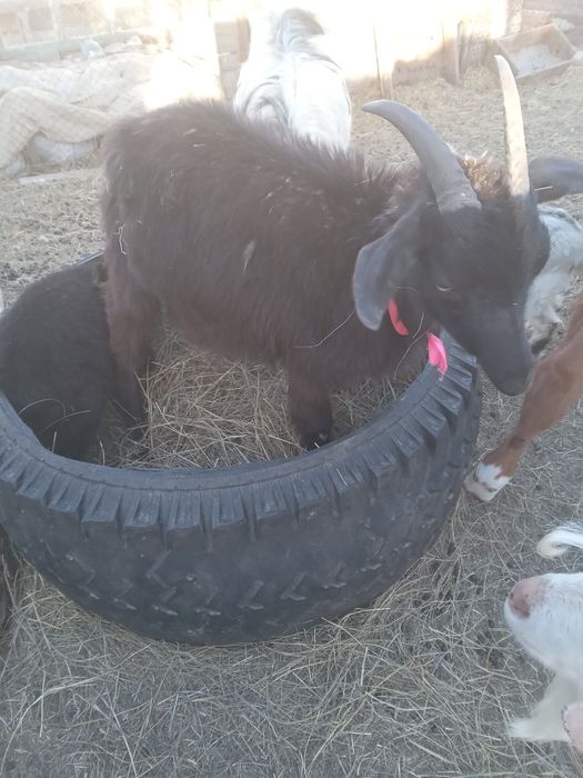 Козы козлята козел