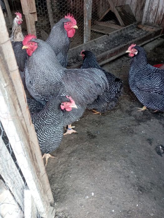 Familie plymounth rock barat 500 lei